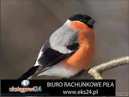 winylowa tapeta rasch