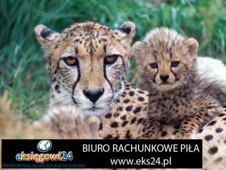 polecane biuro podatkowe w Pile