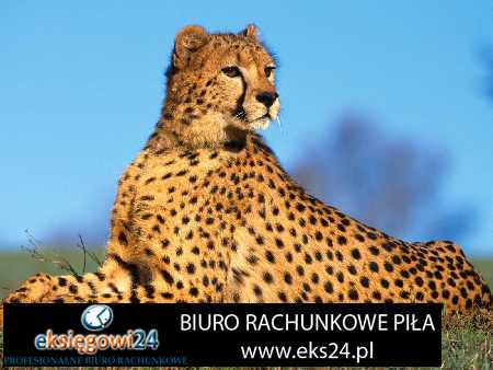 biuro podatkowe Piła