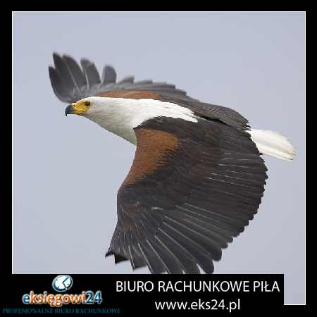 Piła biuro rachunkowe