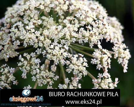 biuro rachunkowe Ujście