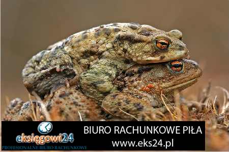 dobre biuro rachunkowe Piła