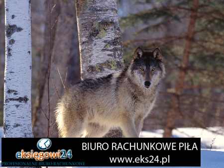 biuro podatkowe Piła