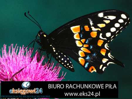Pila biuro ksiegowe