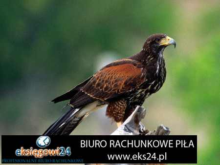 Pila biura rachunkowe