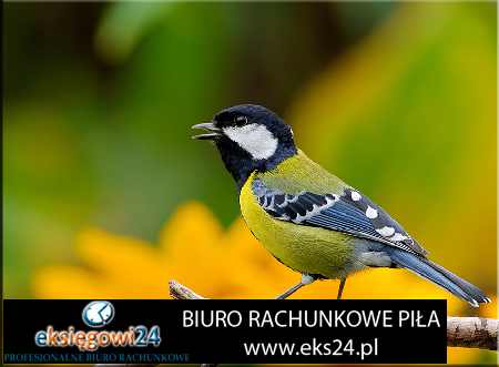 najlepsze biuro podatkowe Piła