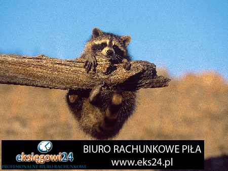 biuro księgowe Piła