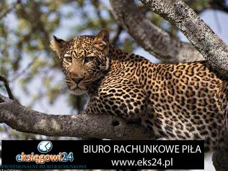 Pila biuro rachunkowe