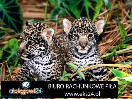 Pila biuro rachunkowe