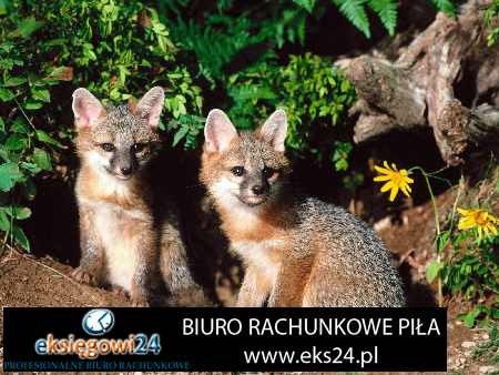 biuro księgowe w Pile