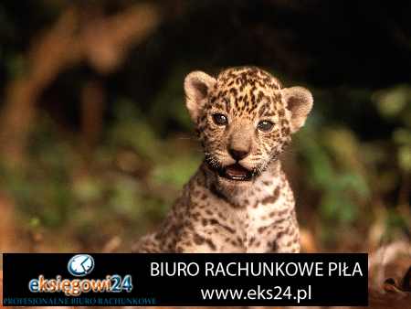 biura rachunkowe Piła