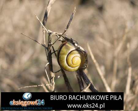 biuro rachunkowe Ujście