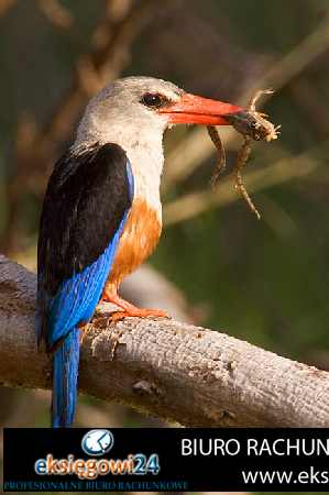 biura podatkowe Piła