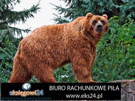 Pila biura rachunkowe