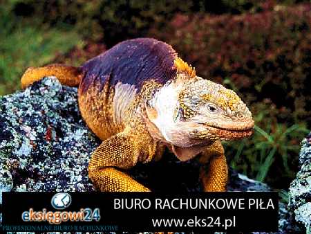 Pila biura rachunkowe