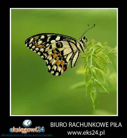 biuro rachunkowe Piła