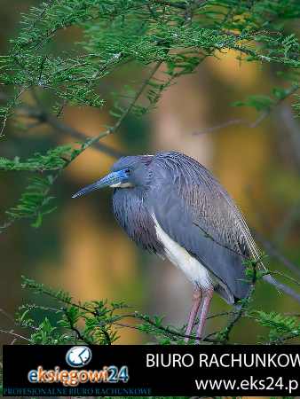 Piła biura rachunkowe