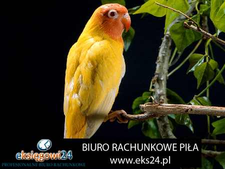 Biuro rachunkowe w Pile