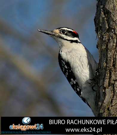 Pila biura rachunkowe