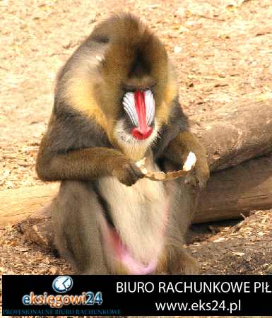 Piła biura rachunkowe