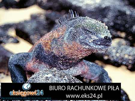 księgowy Wągrowiec