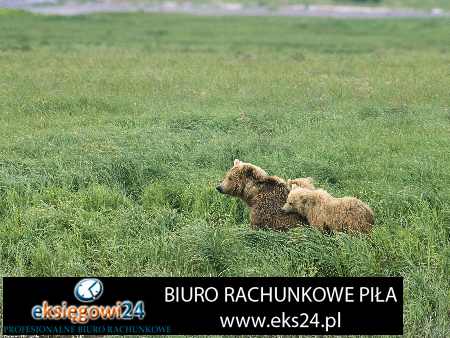 Piła biura rachunkowe