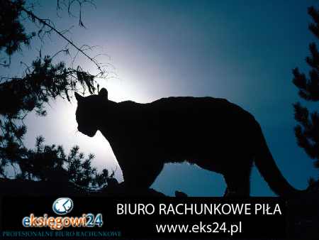 biura rachunkowe Piła ceny