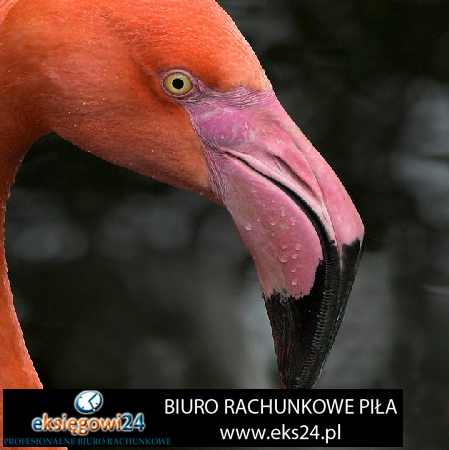 księgowa Wągrowiec