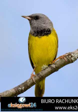 Biura rachunkowe Pila