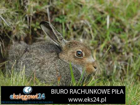 Piła biuro rachunkowe
