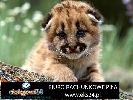 Piła biura rachunkowe