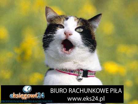 biuro rachunkowe Czarnków