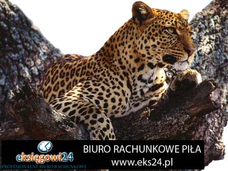 Pila biura rachunkowe