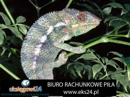 Piła biuro rachunkowe