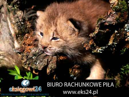 biura rachunkowe Piła