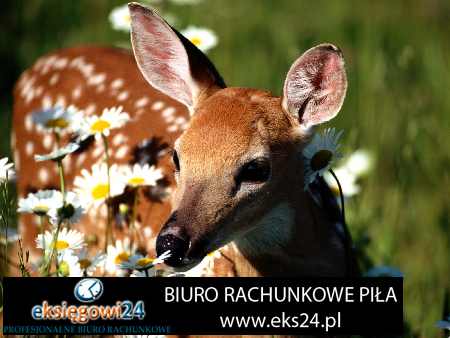 usługi rachunkowe Piła