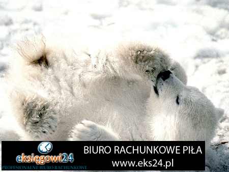 Piła biura rachunkowe