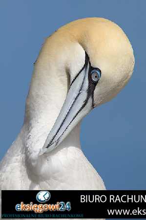 biuro rachunkowe Piła