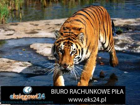 biura rachunkowe Piła