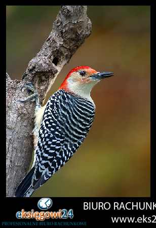 biuro rachunkowe Piła