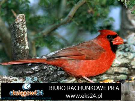 biura rachunkowe Piła