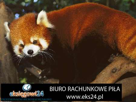 księgowa Piła