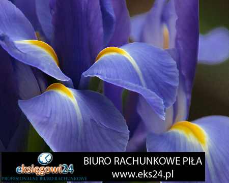 Pila biura rachunkowe