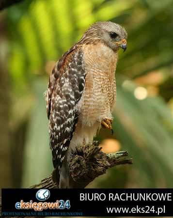 Biuro rachunkowe w Pile