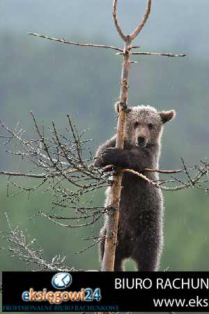 Pila biura rachunkowe