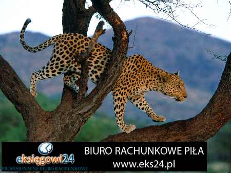 biuro podatkowe Pila