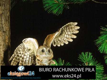 Biura rachunkowe Pila