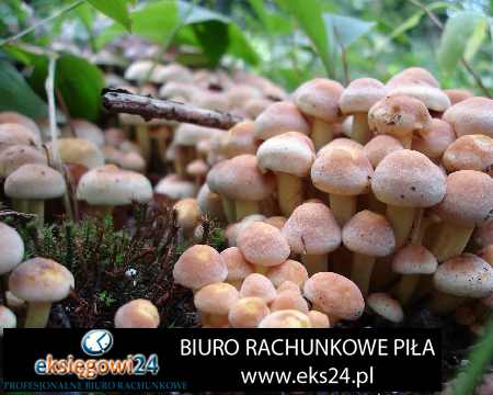 doradztwo podatkowe Szydłowo