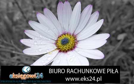 księgowość Chodzież