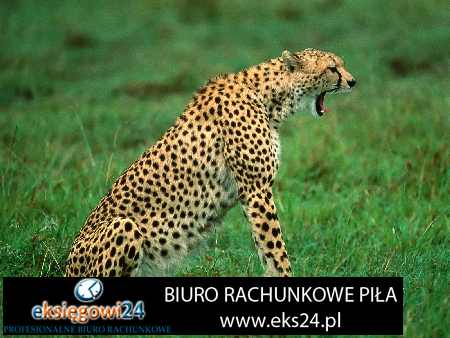 Biuro rachunkowe w Pile